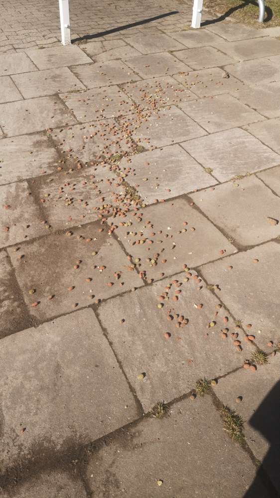 Giftköder-Hundefutter-Profilbild