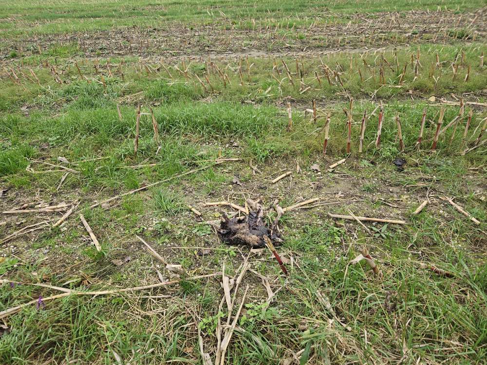 Giftköder-Kadaver Hase im Feld-Profilbild