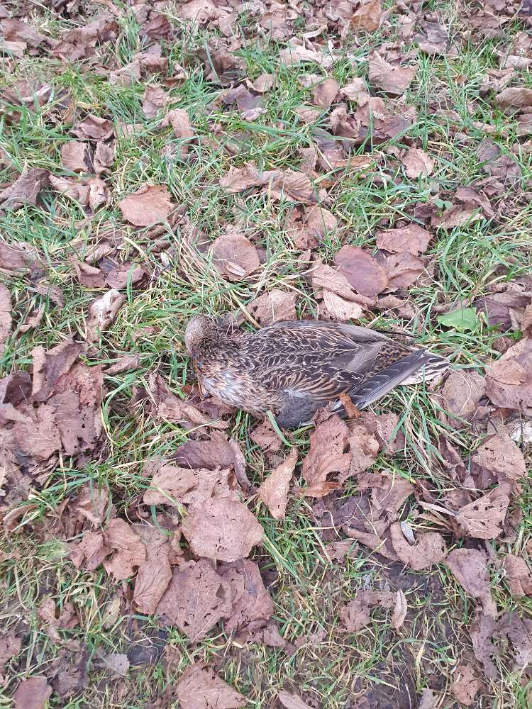 Giftköder-Tote Ente update: ist weg-Profilbild