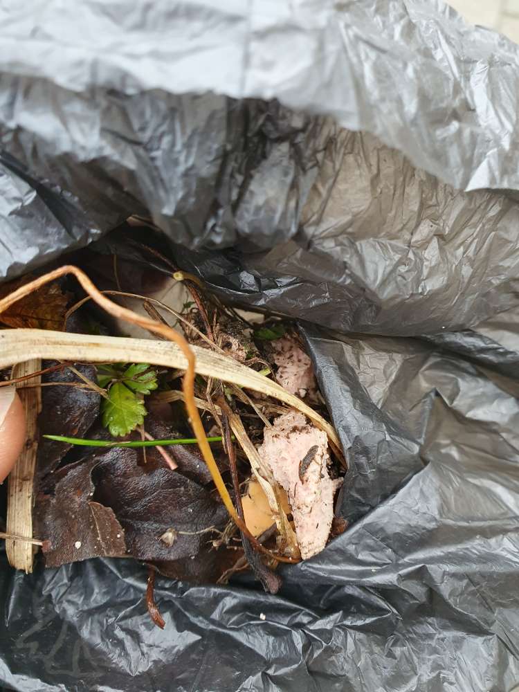 Giftköder-Wienerreste gefunden, evtl. Köder-Profilbild