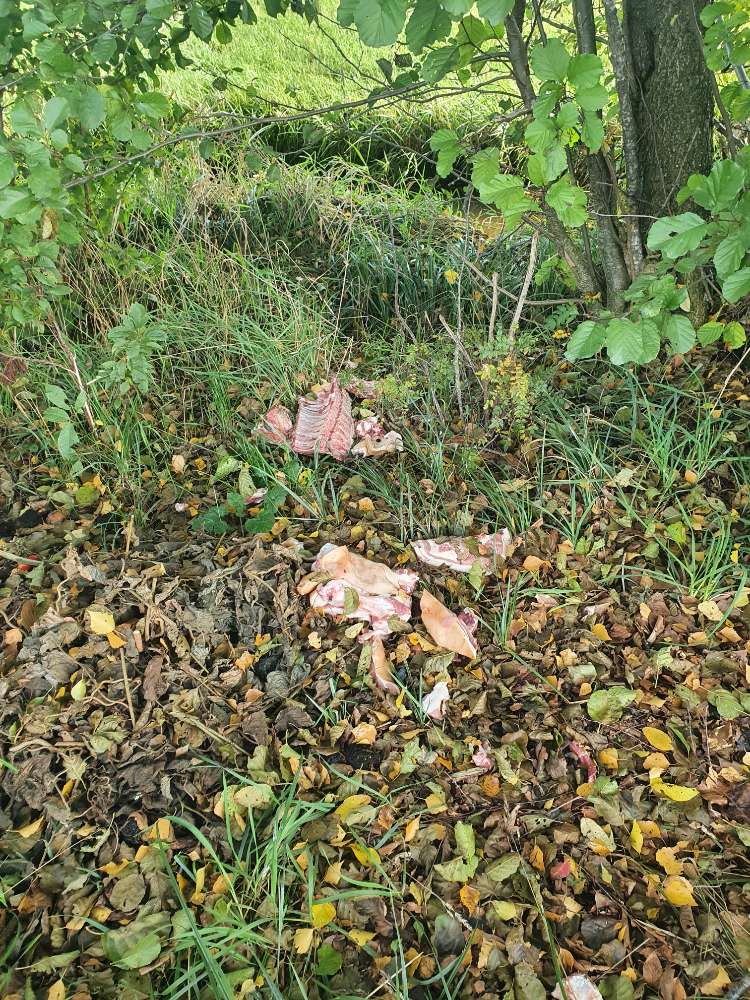 Giftköder-Schlachtabfälle-Profilbild