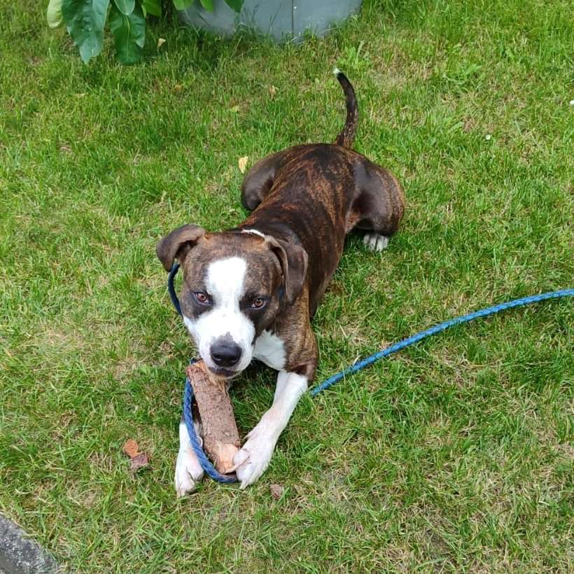 Hundetreffen-Die Suche nach einem robusten Kumpel 😊-Profilbild