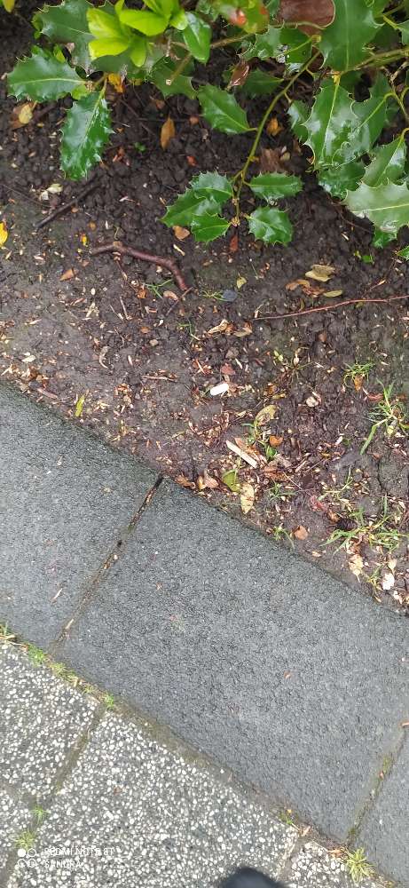 Giftköder-Tabletten im sportpark-Profilbild