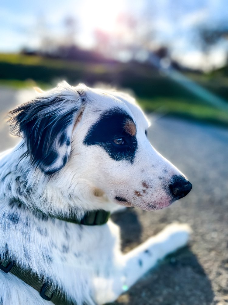 Hundetreffen-Gassirunden-Profilbild