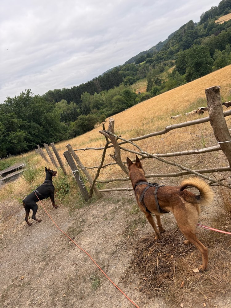 Hundetreffen-Gemeinsamer Spaziergang/ Sozialisierung-Profilbild
