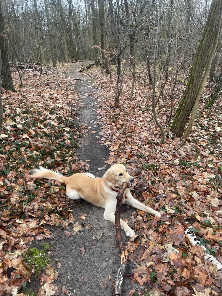 Hundetreffen-Suchen Treffen im Hundeauslaufgebiet Babelsberg mit Hunden in Irvyns Größe:)-Profilbild
