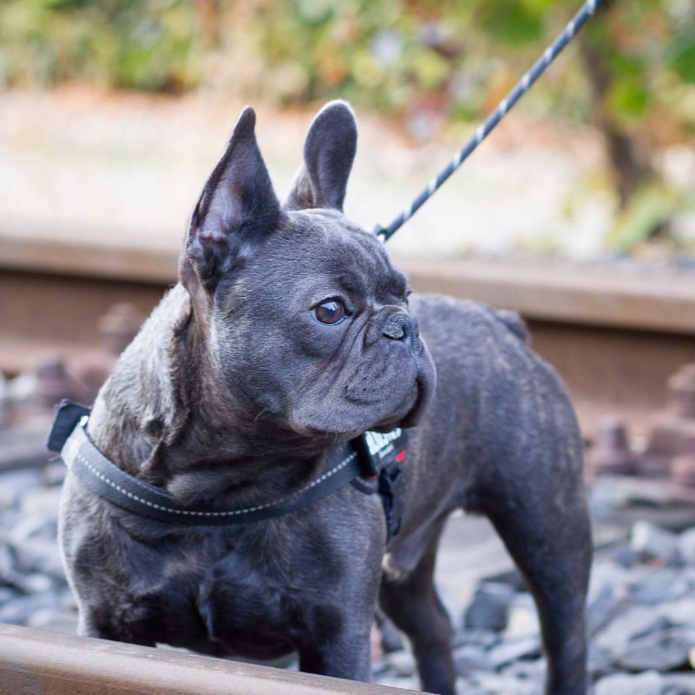Hundetreffen-Spielrunde mit Milo-Profilbild