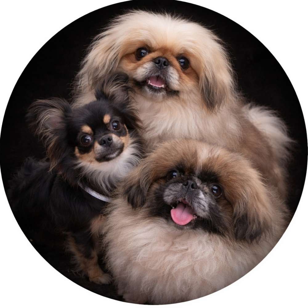 Hundetreffen-Kleine Hunde Gassi spiele runde-Profilbild
