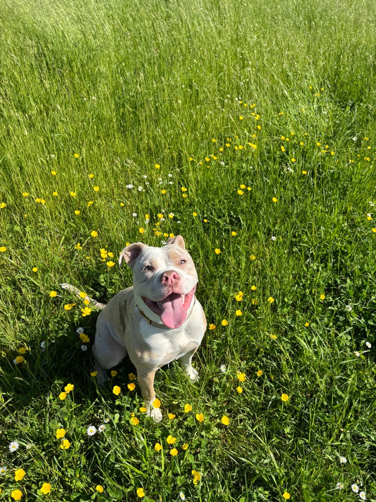 Hundetreffen-Spielrunde-Profilbild