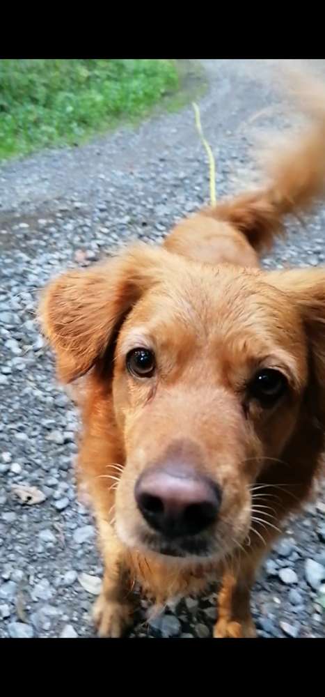 Hundetreffen-Treffen zum Gassi gehen-Profilbild