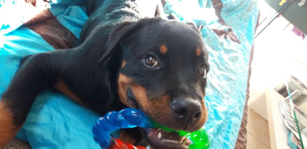 Hundetreffen-11 Monate alte Hündin, sucht Spielkameraden und Gassi Begleitung.-Profilbild