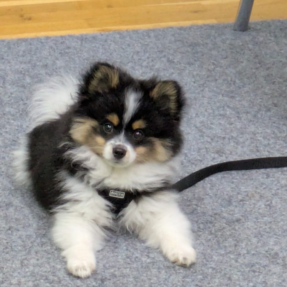 Hundetreffen-Gassirunde / Hundetreffen in Dornbirn-Profilbild