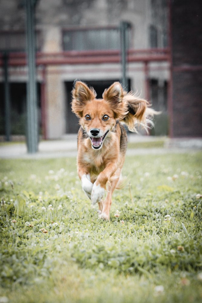 Hundetreffen-Gemeinsames Spazieren-Profilbild