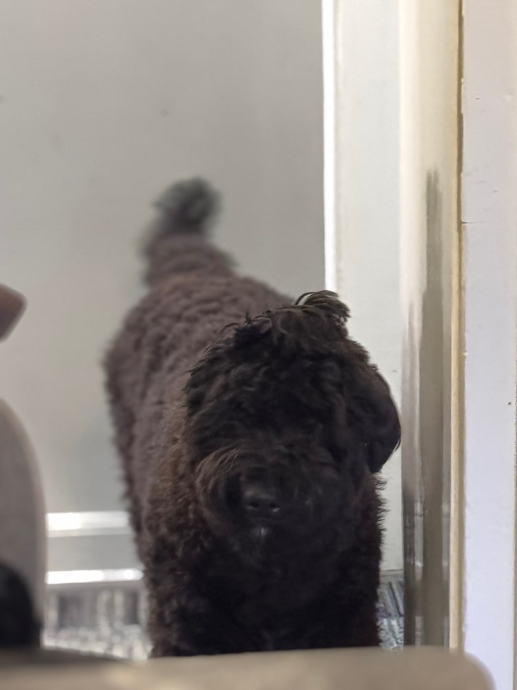 Hundetreffen-Gassirunde-Profilbild