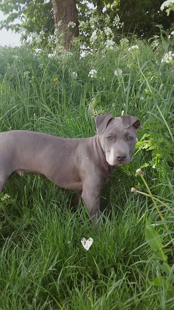 Hundetreffen-Spazieren gehen oder Spielrunde-Profilbild