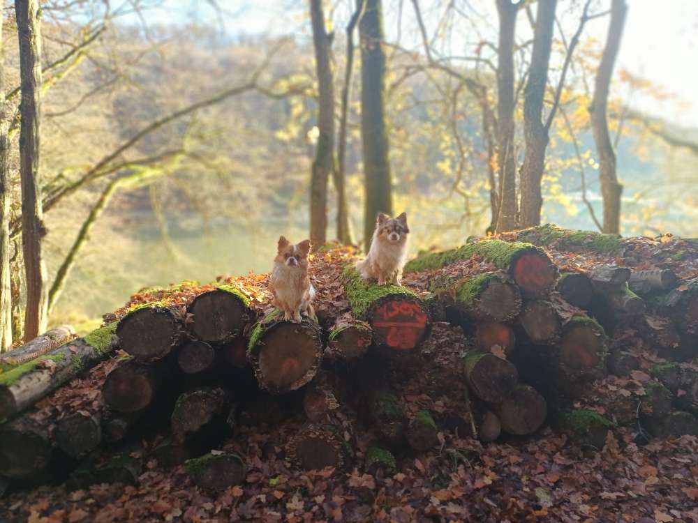 Hundetreffen-Gassi und Spielen-Profilbild