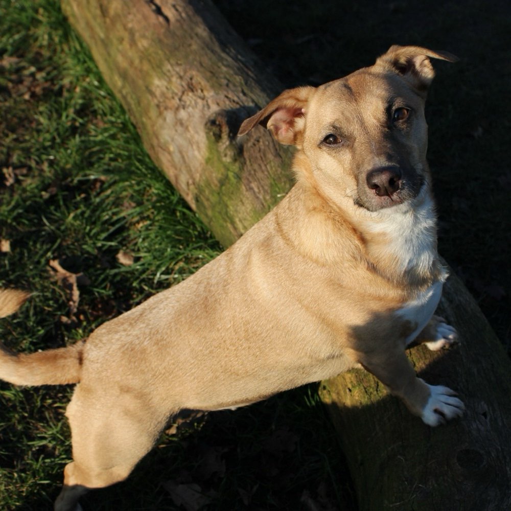Hundetreffen-Spieltreffen und kennenlernen auf der Neuenkirchener Hundewiese-Profilbild