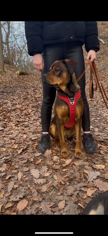 Hundetreffen-Spielstunde-Profilbild