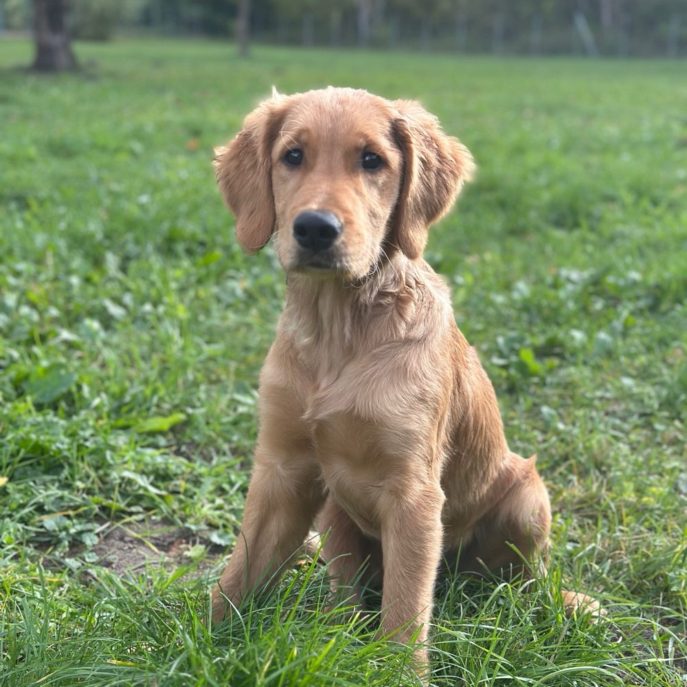 Hundetreffen-Spielstunde Neubrandenburg-Profilbild