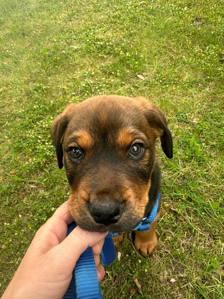 Hundetreffen-Welpentreff Neubrandenburg-Profilbild