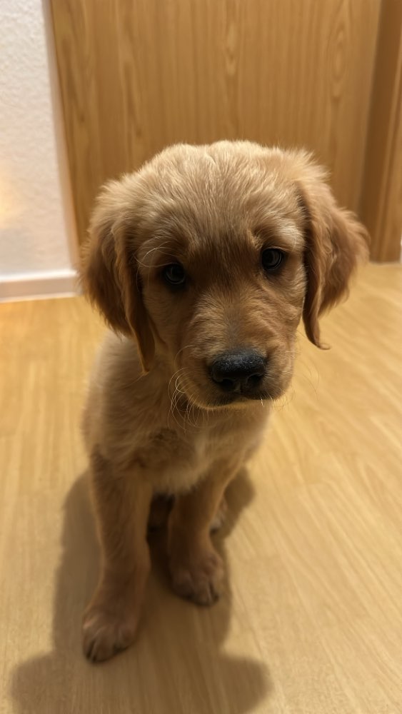 Hundetreffen-Welpenspielstunde Neubrandenburg-Profilbild