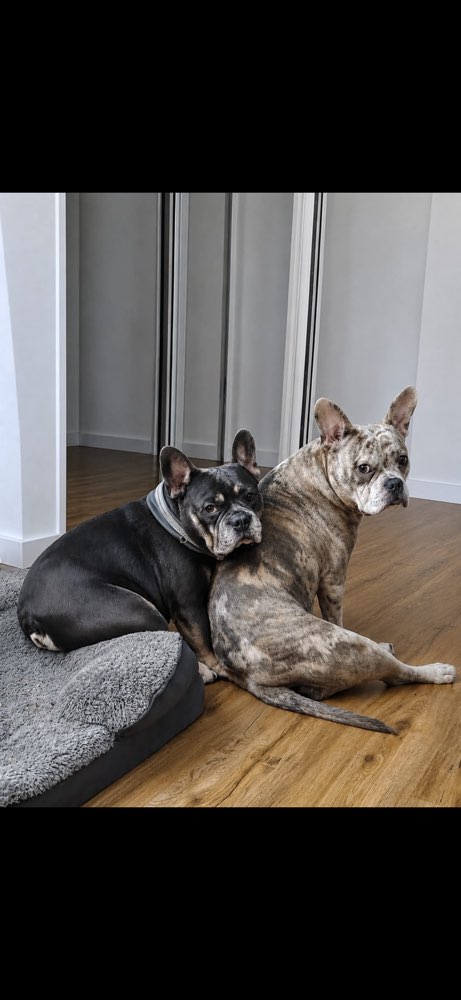 Hundetreffen-Social Walk, Playdate-Profilbild