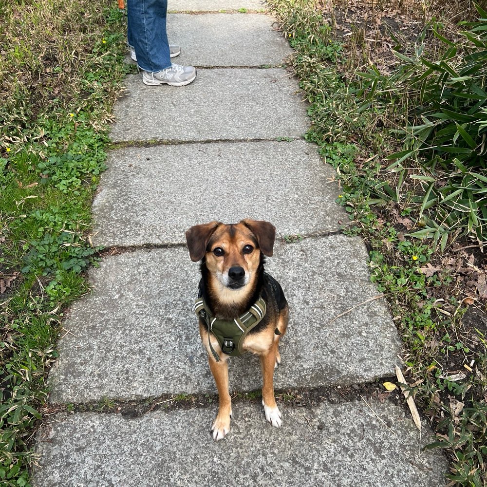 Hundetreffen-Social Walk/Hundetreffen-Profilbild