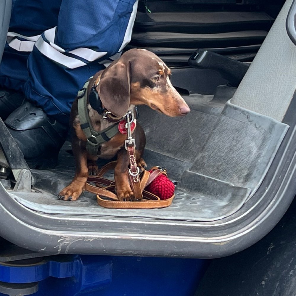 Hundetreffen-Entspannte Hunde Runde-Profilbild