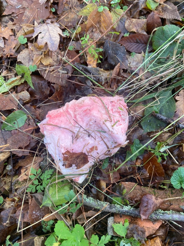 Giftköder-Fleischstück-Profilbild