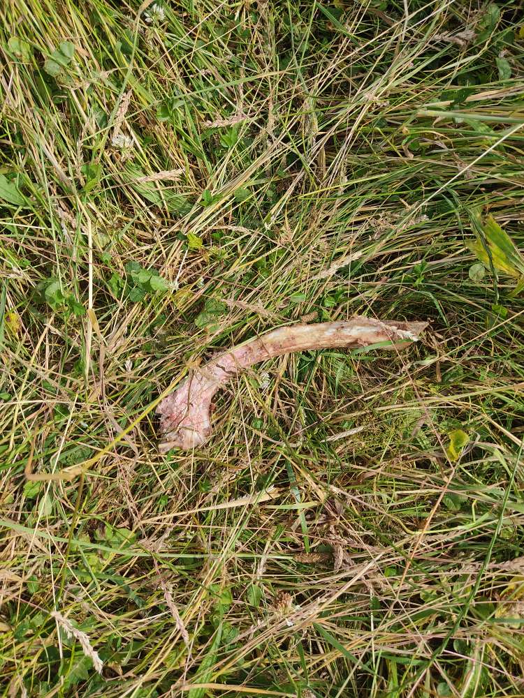 Giftköder-Knochen  im hohen Gras-Profilbild