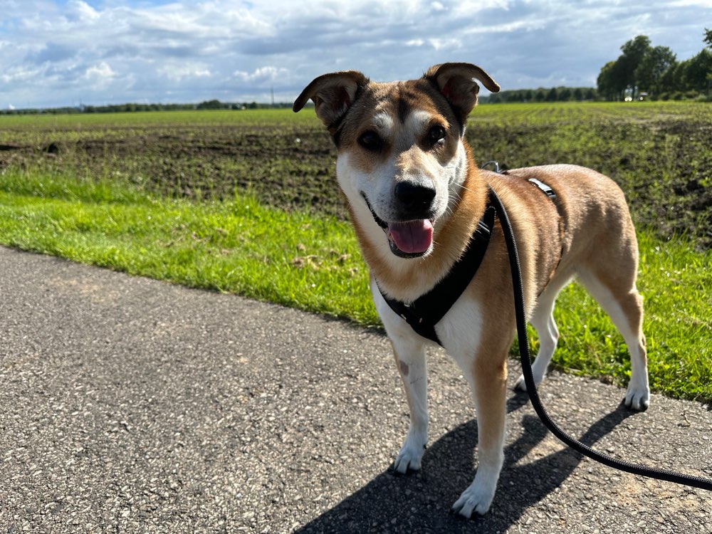 Hundetreffen-Sozial Training-Profilbild