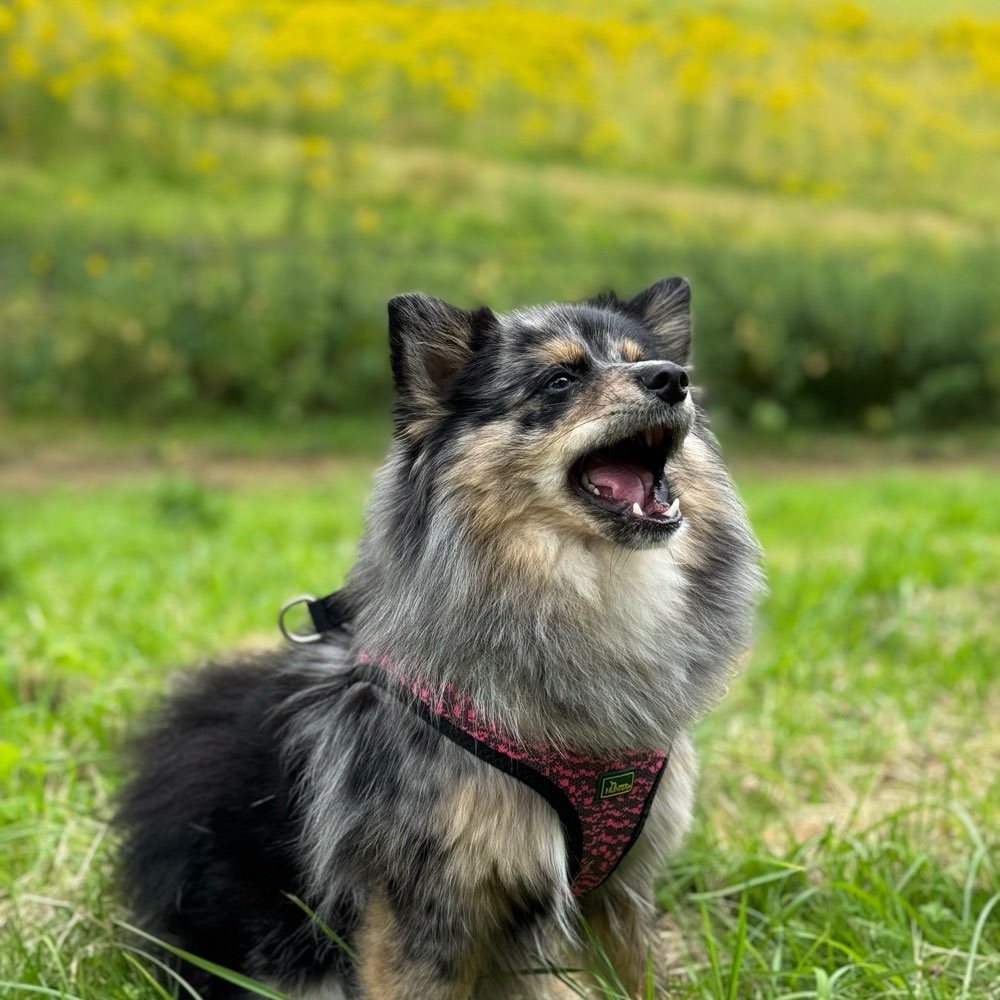 Hundetreffen-Spielfreunde gesucht 🐾🐕-Profilbild