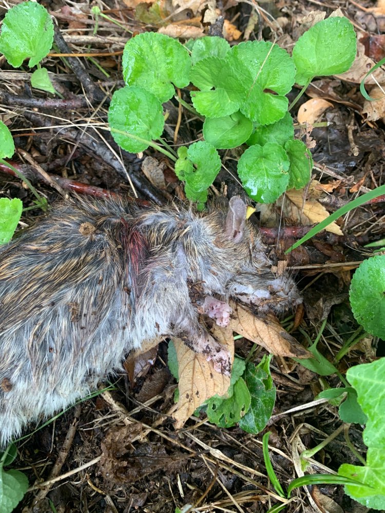 Giftköder-Möglicher Giftköder (vergiftete Ratte)-Profilbild