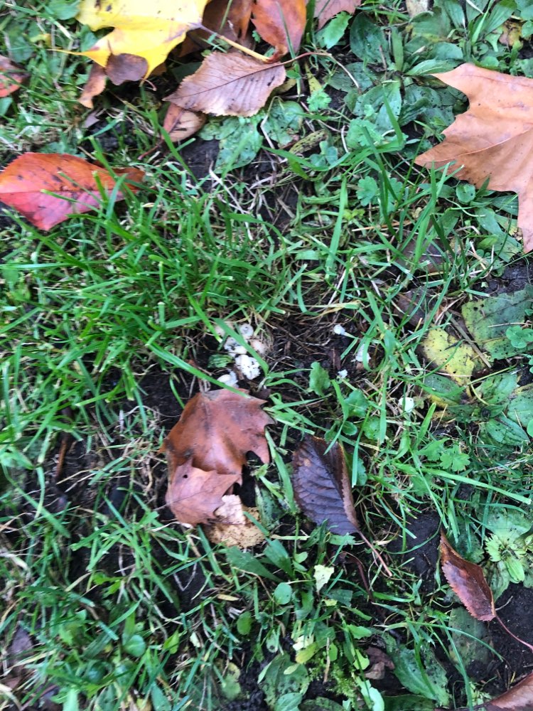 Giftköder-Evtl. Giftköder am Neuköllner Platz-Profilbild