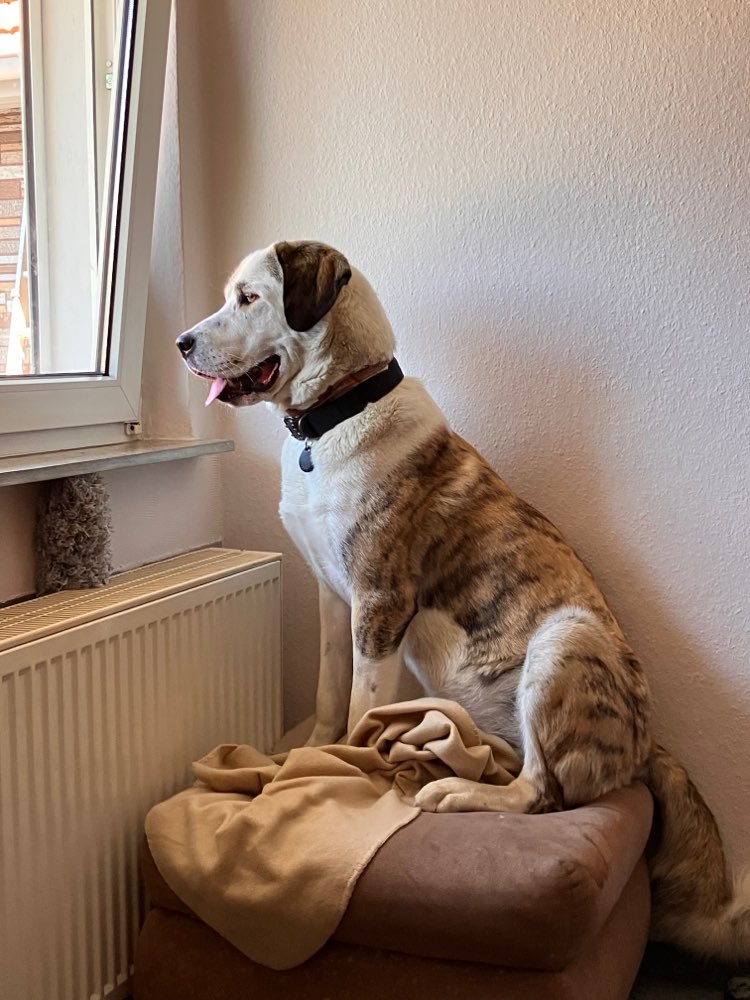 Hundetreffen-Üben Hundebegegnungen-Profilbild