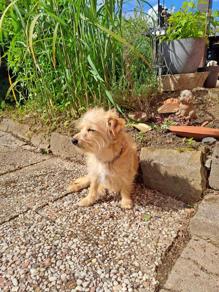 Hundetreffen-Treffen in Minden-Profilbild