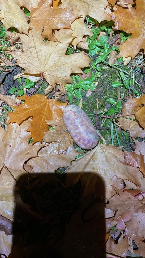 Giftköder-Vermutlich Giftköder-Profilbild