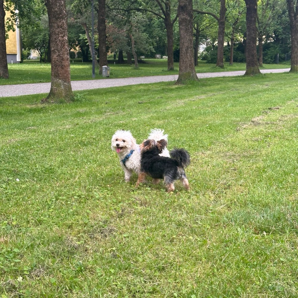 Hundetreffen-Spielparty für kleine Hunde-Profilbild