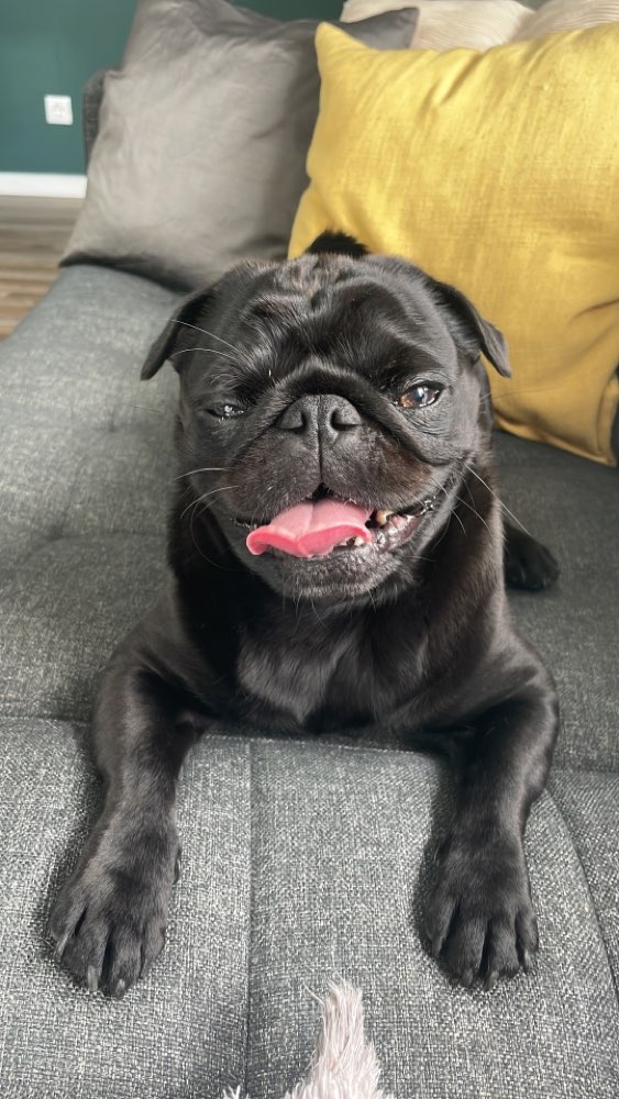 Hundetreffen-Spieletreffen mit Pauli 😊-Profilbild