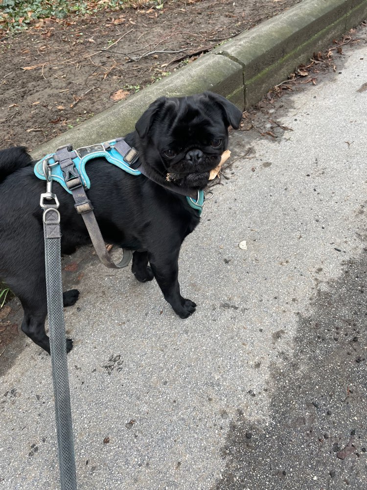 Hundetreffen-Spieltreffen jede Hunderasse :)-Profilbild