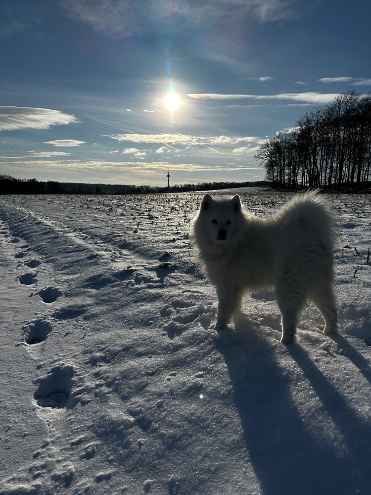 Hundetreffen-Spieltreff mit Charlie-Profilbild