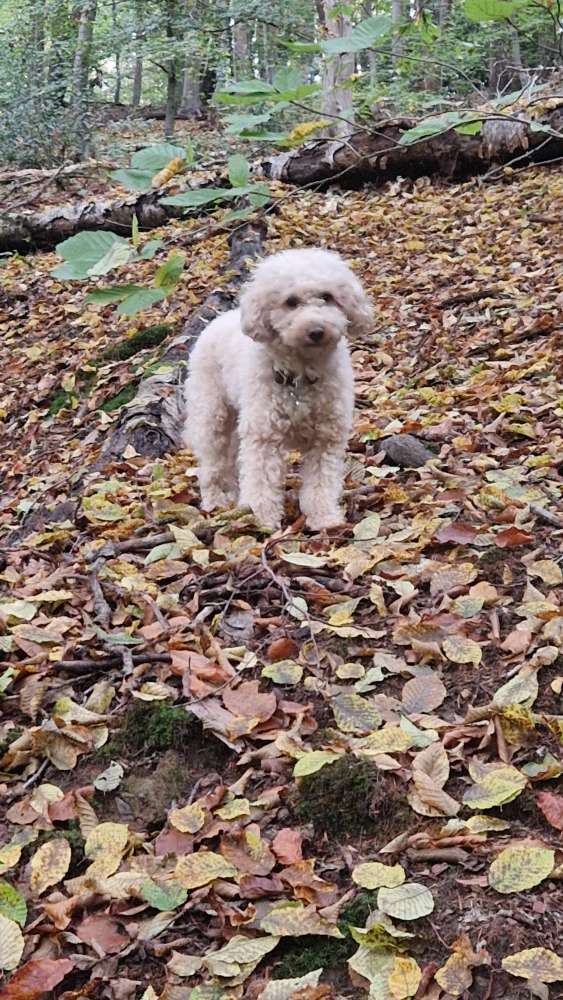 Hundetreffen-Spazieren und Spiel - kleine Rassen-Profilbild