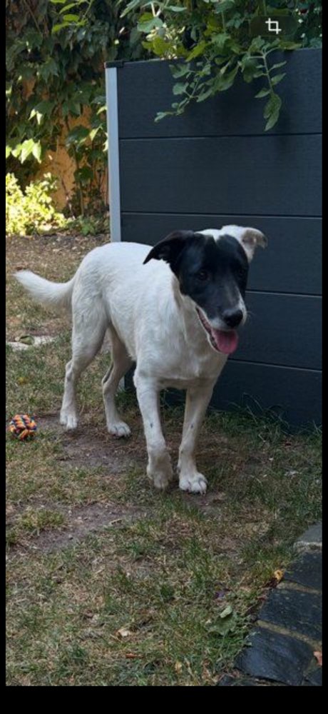 Hundetreffen-Social-Walk- und Gassipartner für jungen Tierschutzhund gesucht-Profilbild