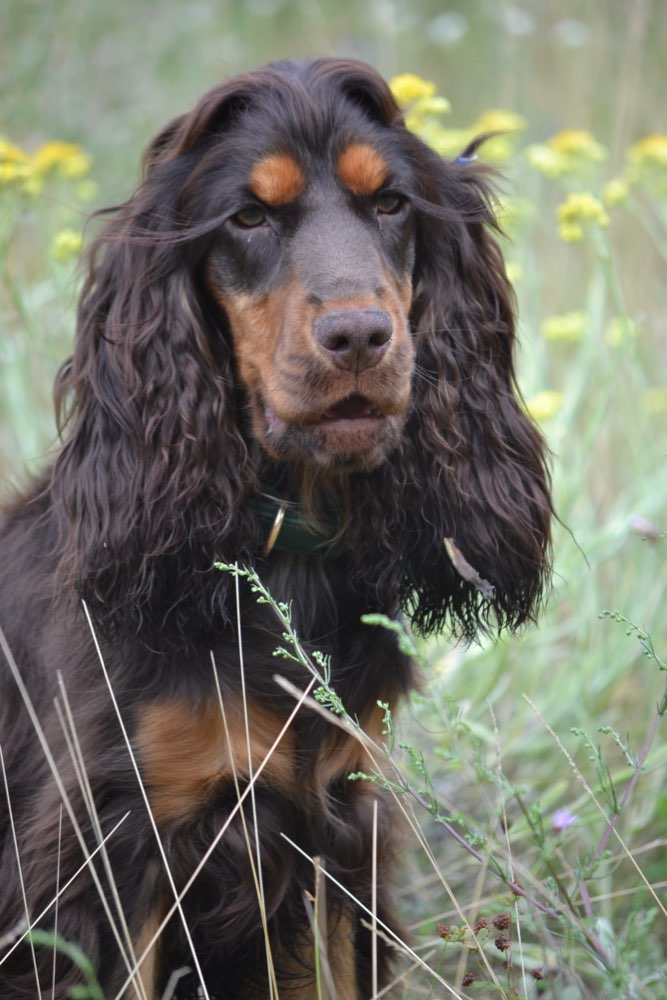 Hundetreffen-Spazieren ohne Hundekontakt-Profilbild