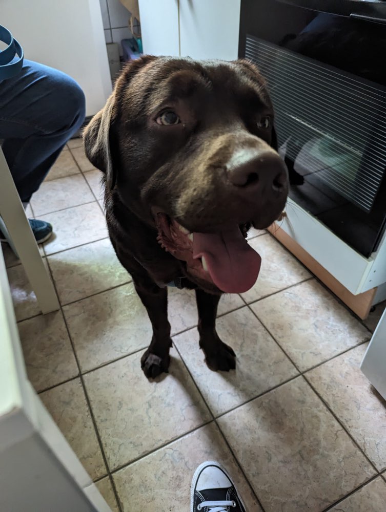 Hundetreffen-Johannes-Prassek-Park-Profilbild