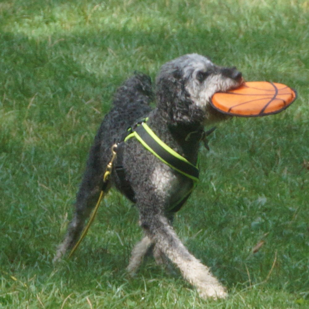 Hundetreffen-Spazieren gehen-Profilbild