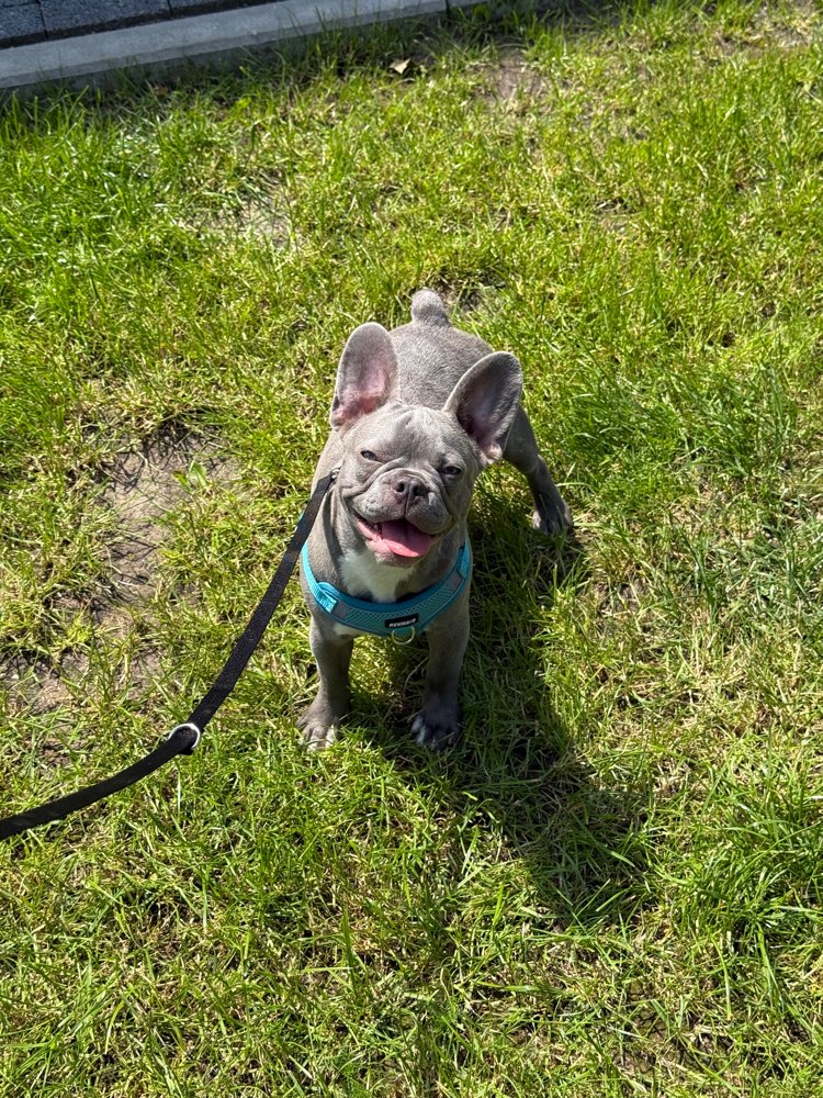 Hundetreffen-Spielerunde für Frenchie Welpen-Profilbild