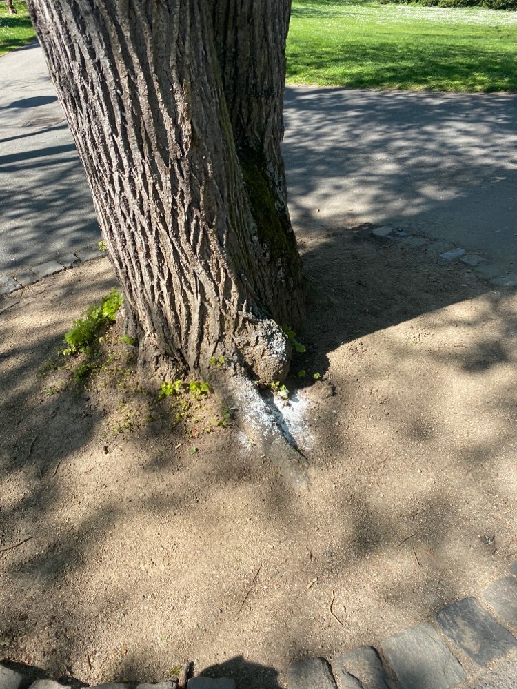 Giftköder-Weißes Pulver-Profilbild