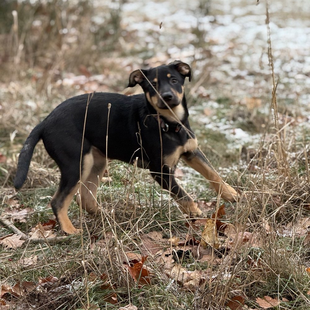 Hundetreffen-Schnüffelrunde 🐶-Profilbild