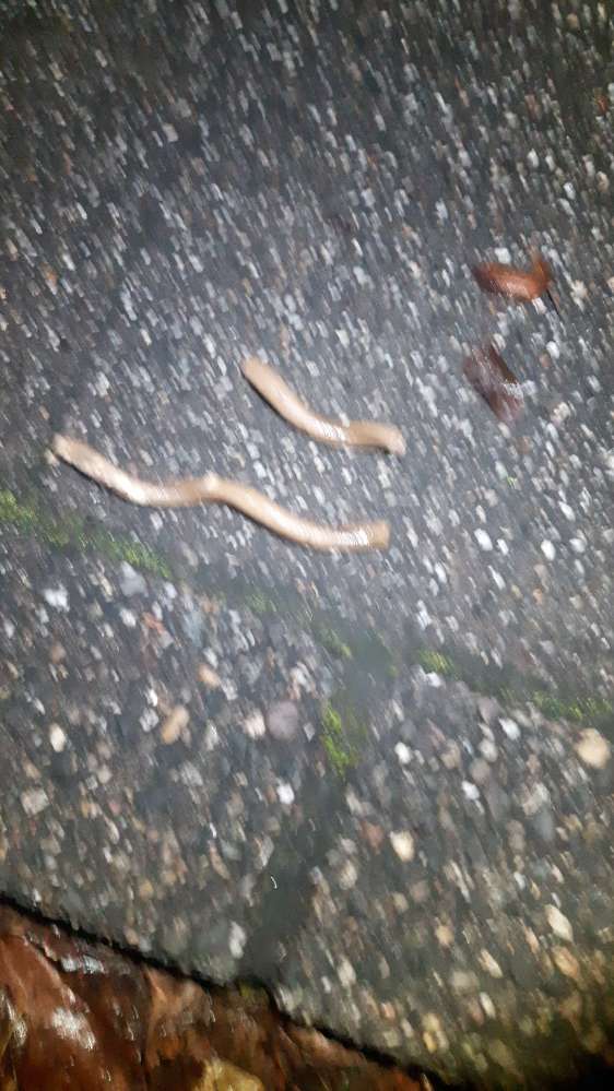 Giftköder-Mögl. Hundeköder als Futterstangen-Profilbild